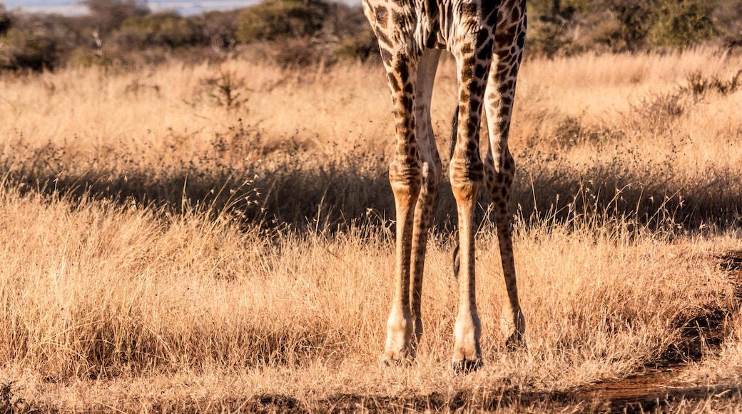Sondela Nature Reserve