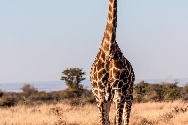 A giraffe standing in a dry grassland with sparse trees and a clear sky.