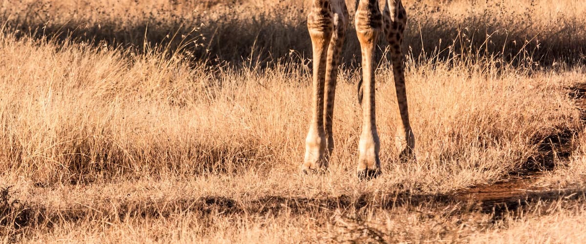 A giraffe standing in a dry grassland with sparse trees and a clear sky.