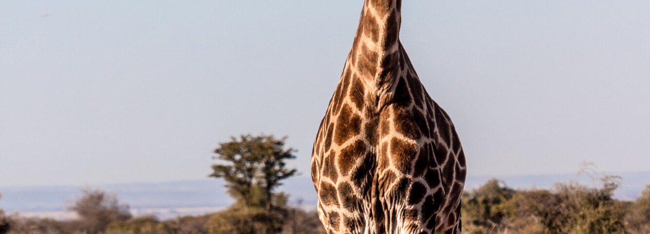 A giraffe standing in a dry grassland with sparse trees and a clear sky.