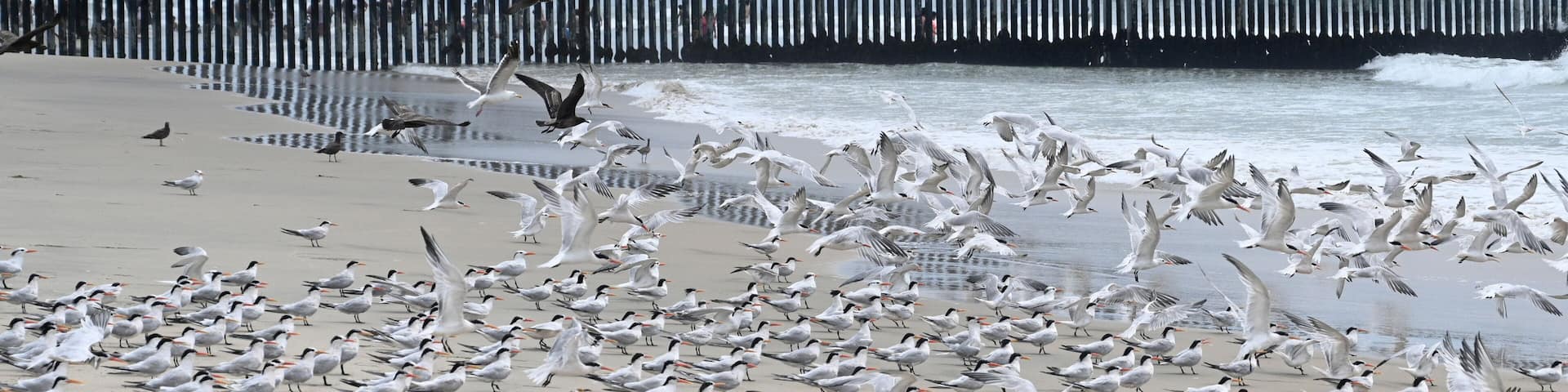 A fence on the United States - Mexico border where it meets the Pacific Ocean in Border Field State Park Beach