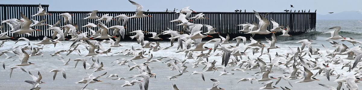 A fence on the United States - Mexico border where it meets the Pacific Ocean in Border Field State Park Beach