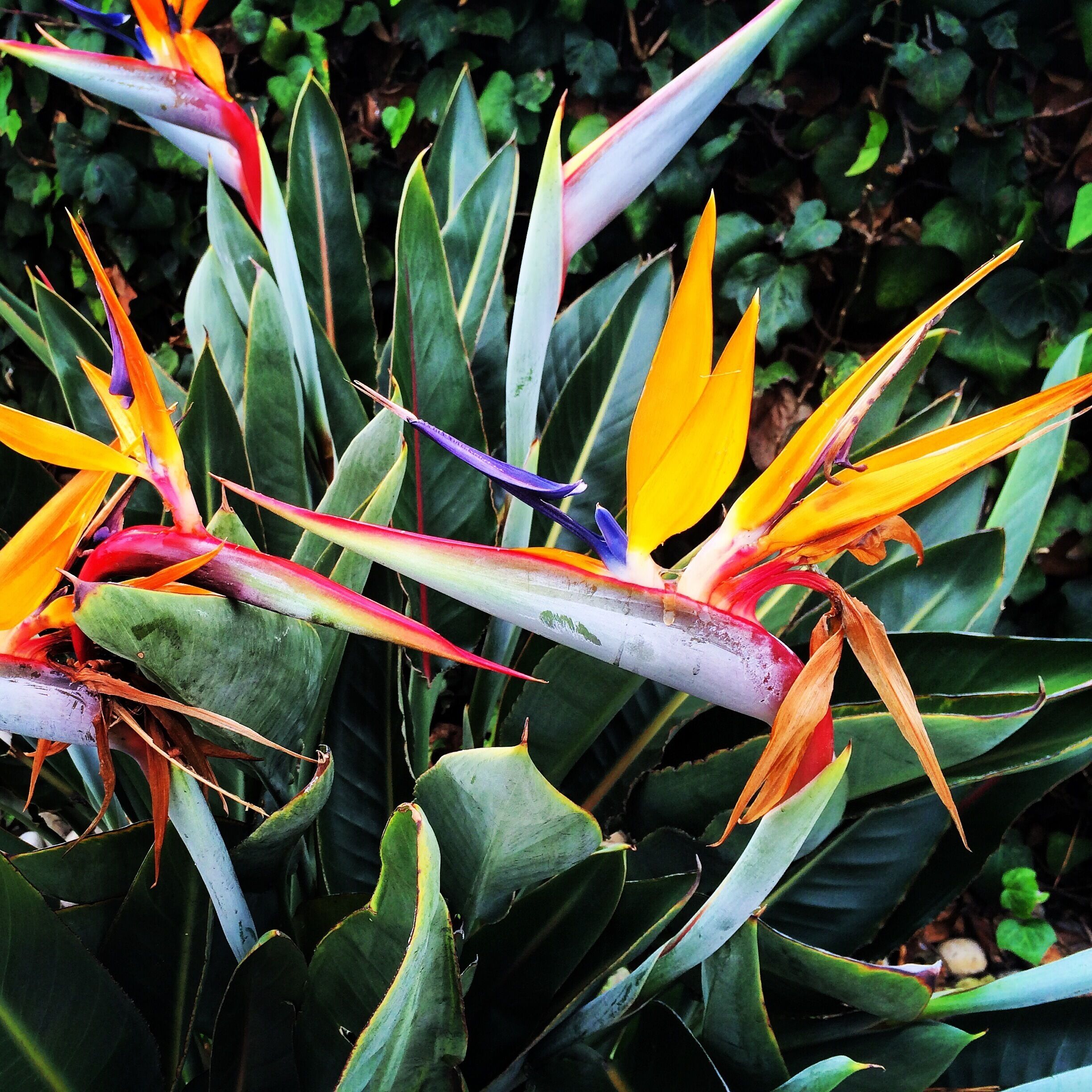 What I like to call "dinosaur flowers"