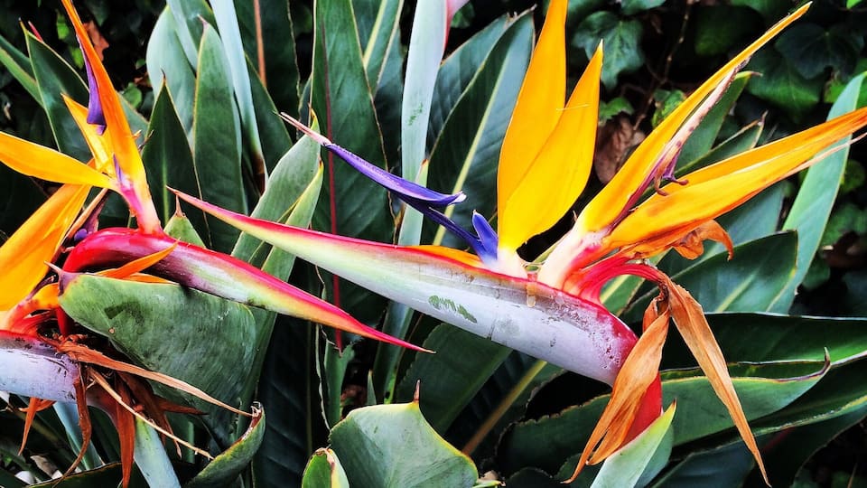 What I like to call "dinosaur flowers"