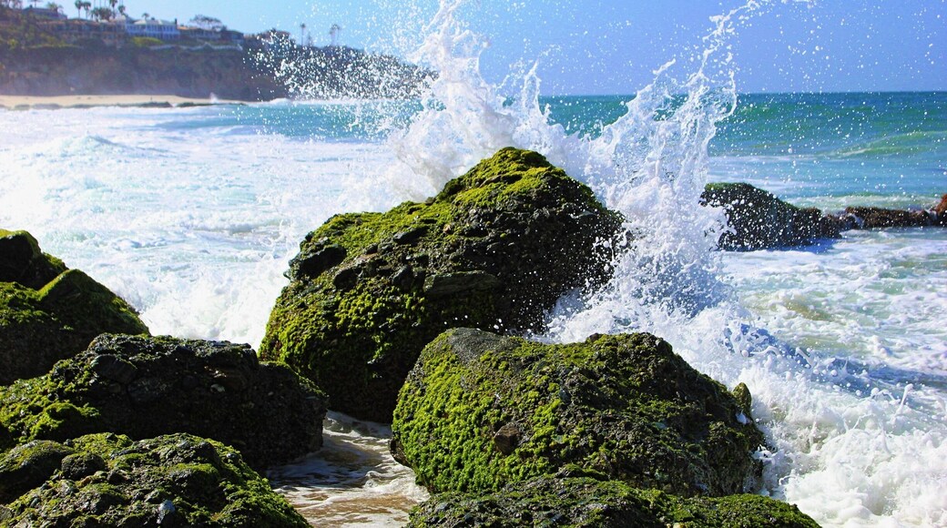 #green moss highlights the beautiful blue ocean of Laguna beach in spring .