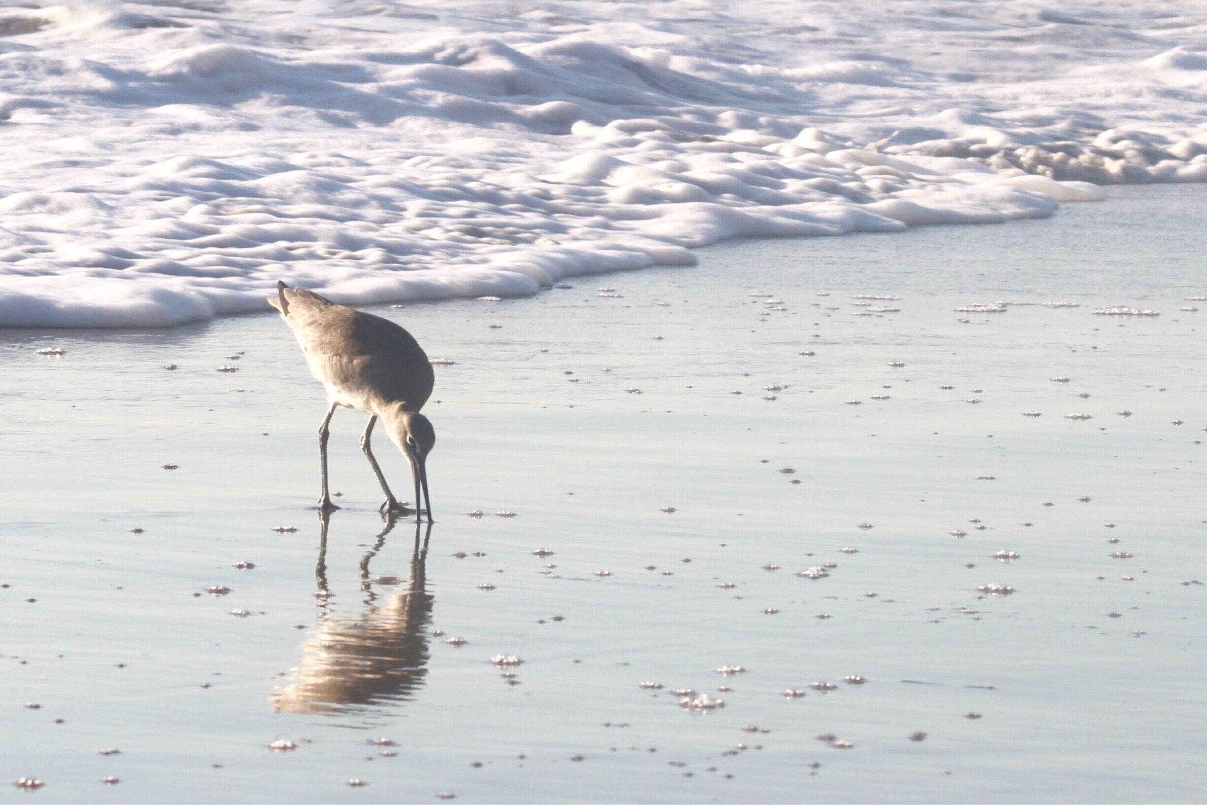 This tiny bird searches for nibbles