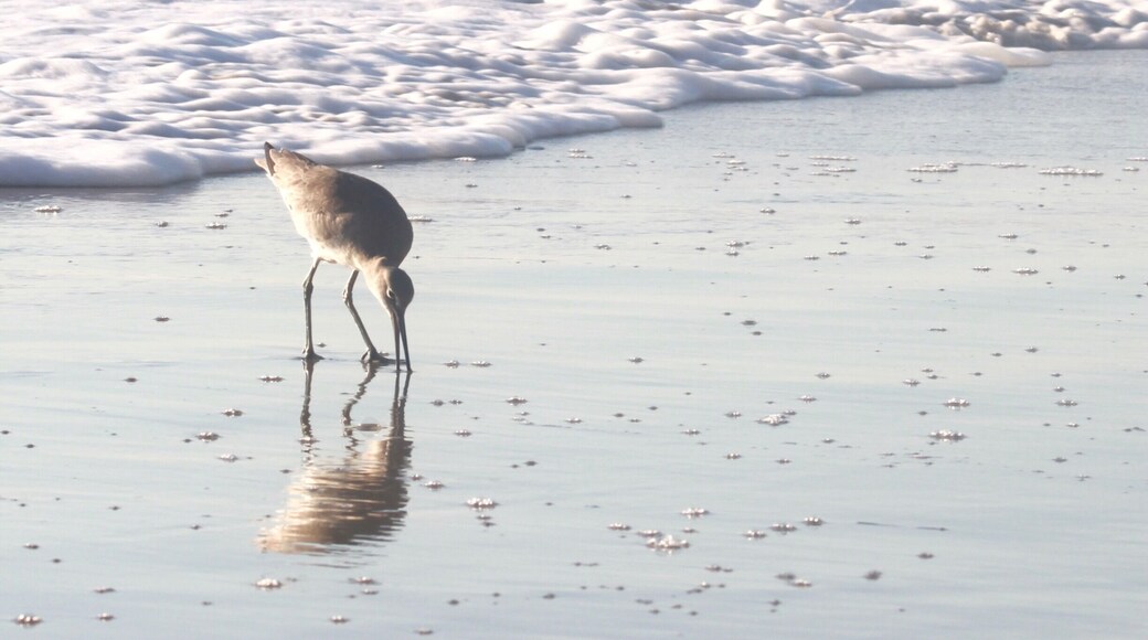 This tiny bird searches for nibbles