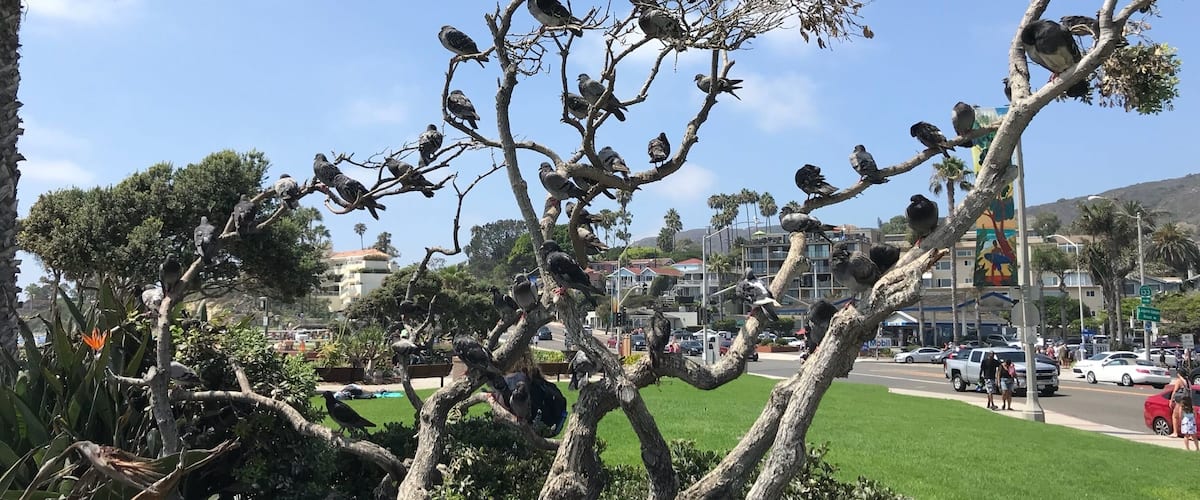 Tree full of pigeons.
#lagunabeach
#beach