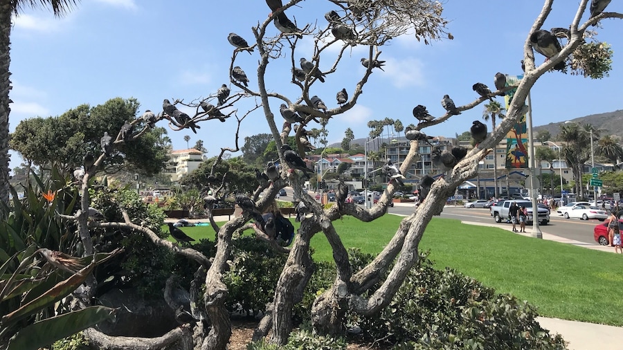 Tree full of pigeons.
#lagunabeach
#beach
