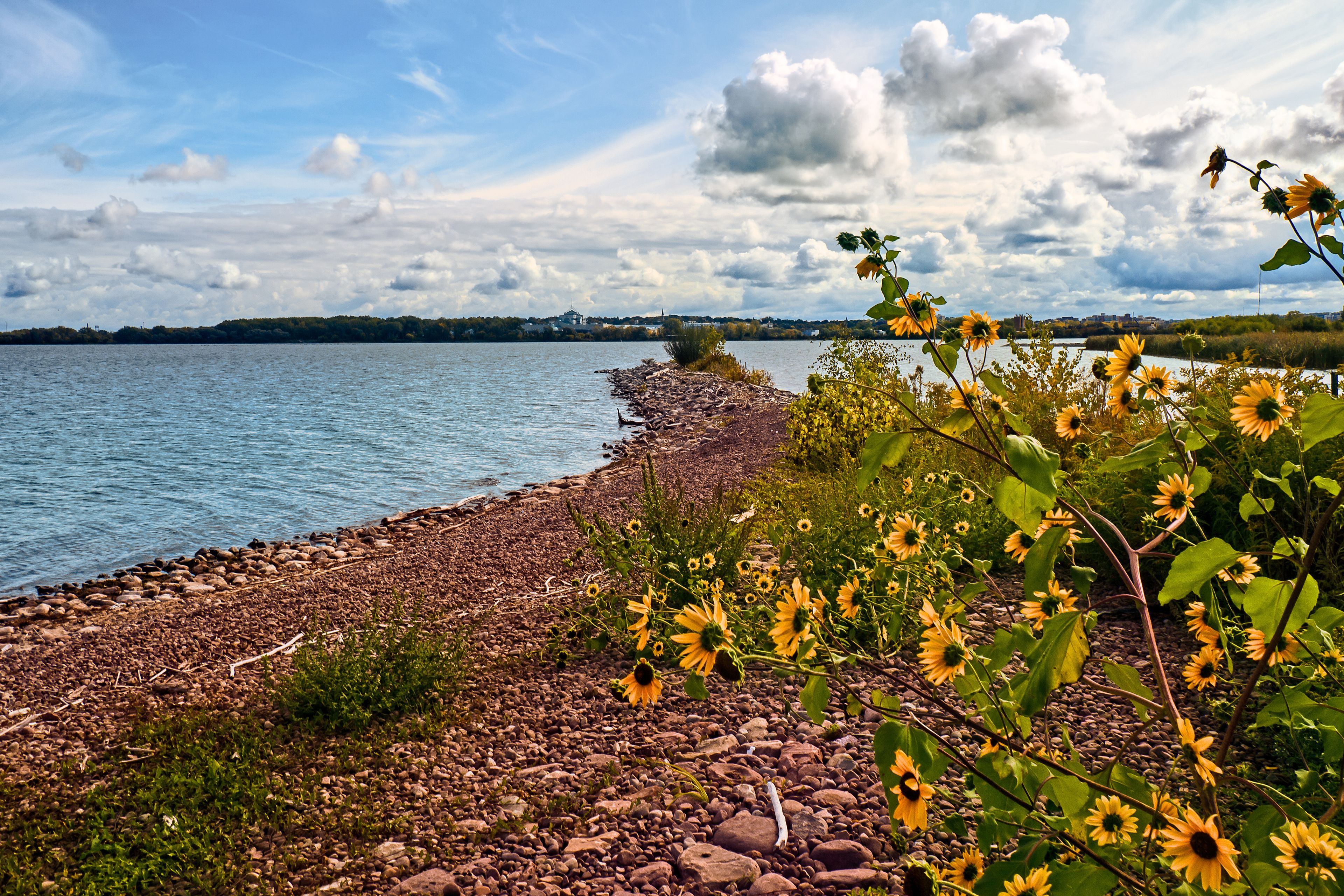 A rocky shoreline with sunflowers and a calm lake under a partly cloudy sky.