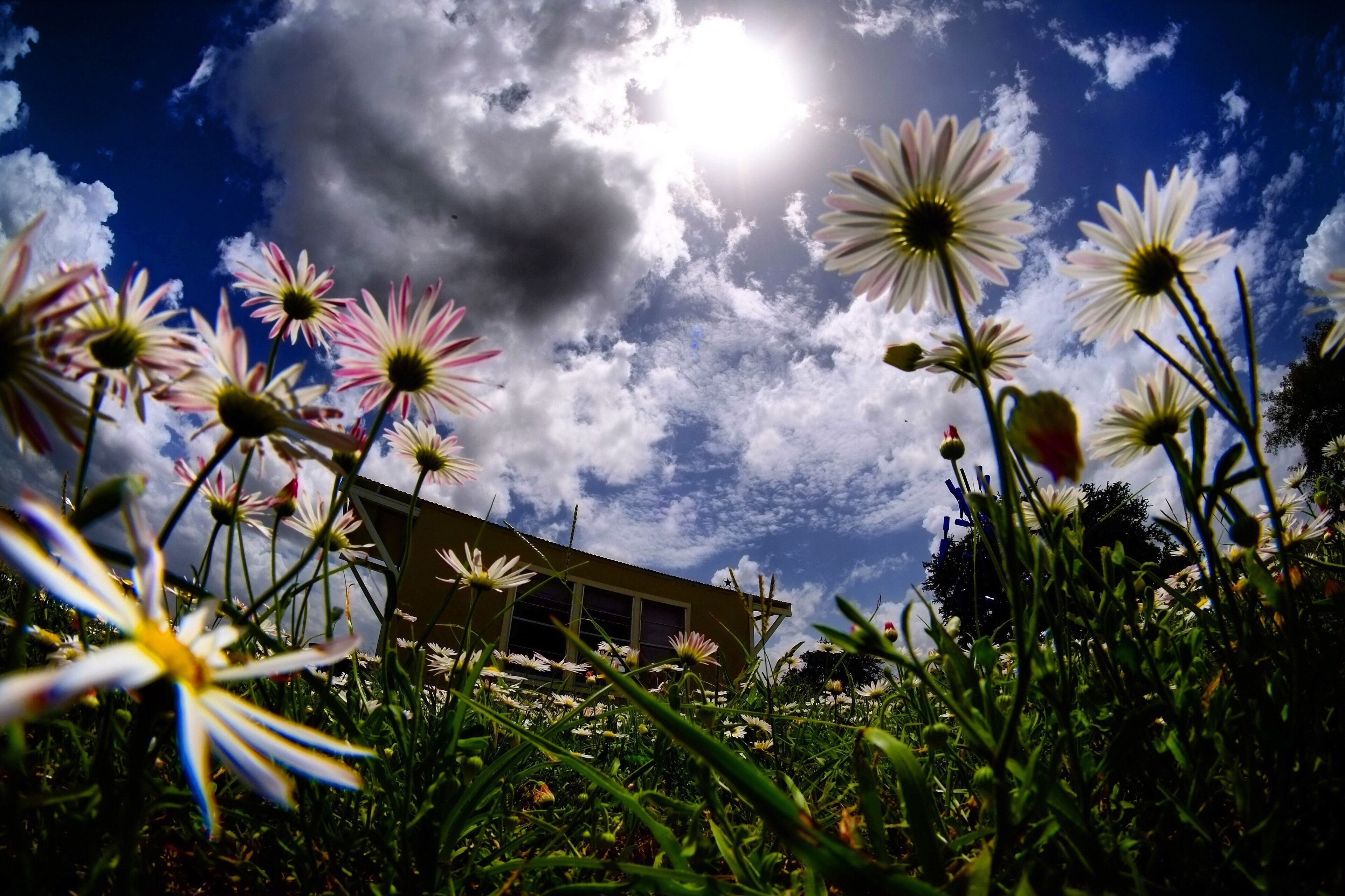 Daisies, a house, and a partly cloudy sky.