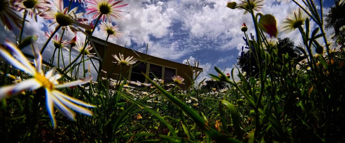 Daisies, a house, and a partly cloudy sky.