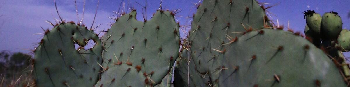 Starting the trip home tomorrow but I had to spend some time tonight under this gorgeous blanket of stars.... Prickly pears under the #milkyway tonight in the Texas Hill Country. #texas #texashillcountry #stars #cactus #longexposure #night #nightphotography #canon6d #irixlens #irix15mm @startrailchasers @canonusa @irixusa @irixlens