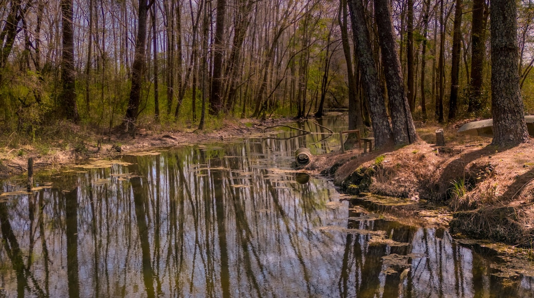 A forested area with a calm river reflecting the trees.