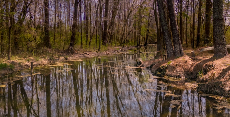 Une zone boisée où une rivière paisible reflète les arbres.