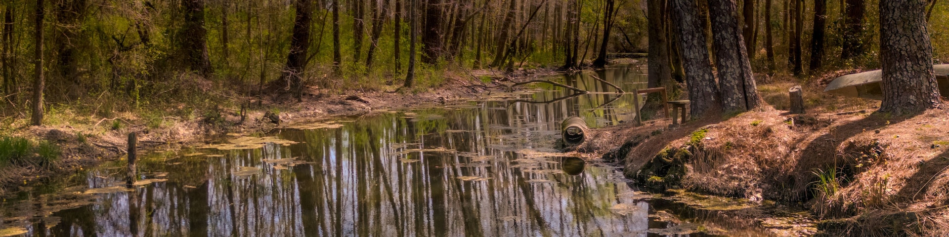 Ein bewaldetes Gebiet mit einem ruhigen Fluss, der die Bäume spiegelt.