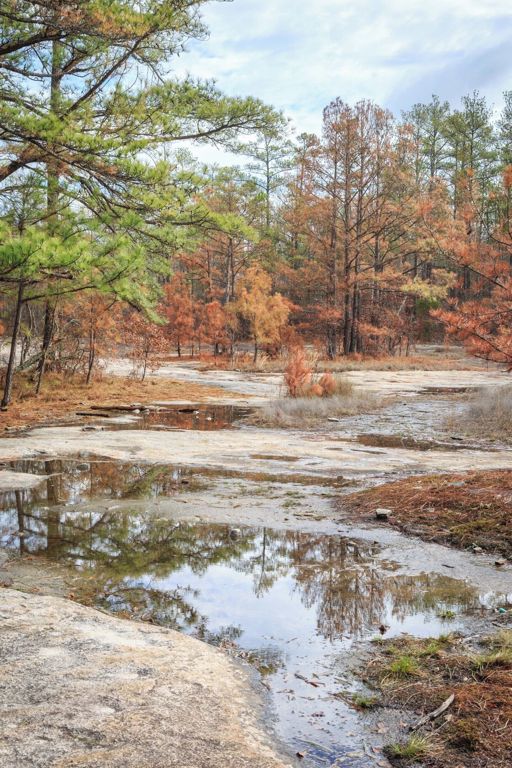 Reflections in the ponded water on Arabia Mountain in January.
