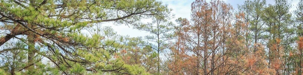 Reflections in the ponded water on Arabia Mountain in January.