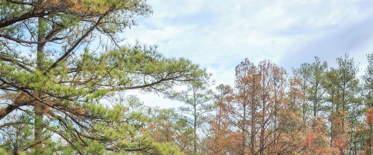 Reflections in the ponded water on Arabia Mountain in January.