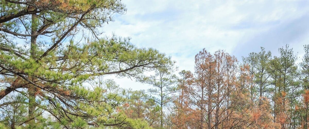 Reflections in the ponded water on Arabia Mountain in January.