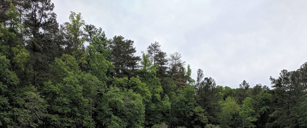 A calm lake with dense forest in the background.