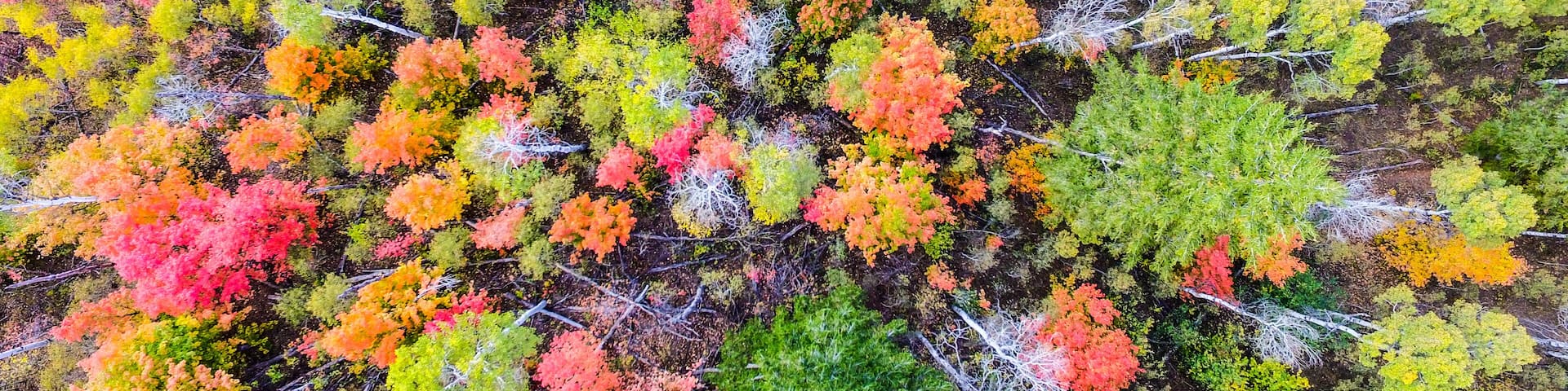 Fall Colors in Logan Canyon