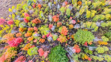 Fall Colors in Logan Canyon