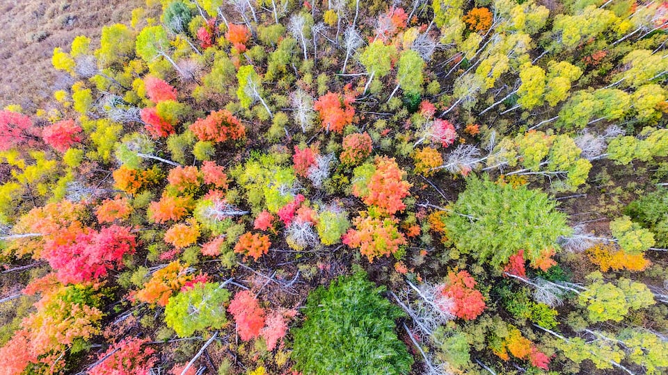 An aerial view of a forest with trees displaying autumn colors.