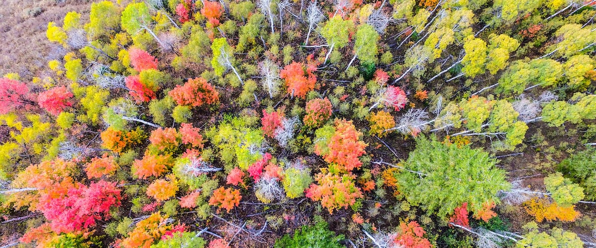 An aerial view of a forest with trees displaying autumn colors.