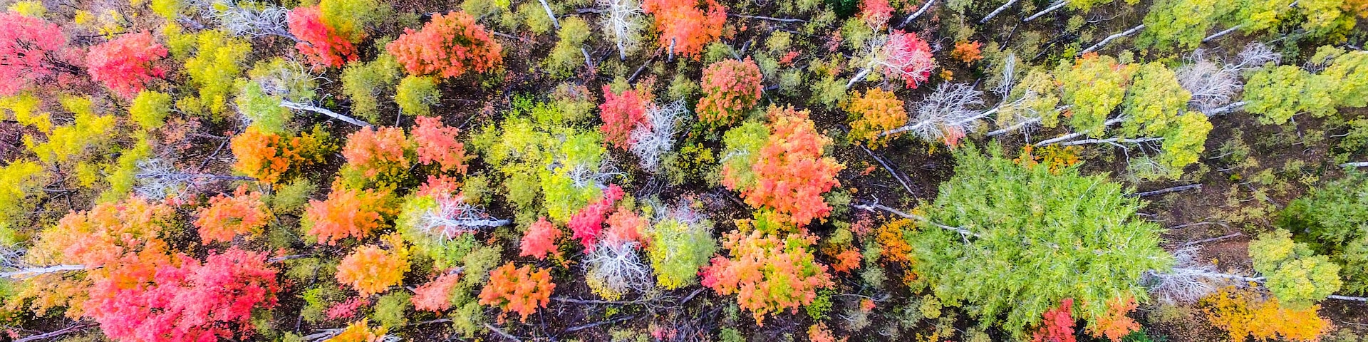 An aerial view of a forest with trees displaying autumn colors.