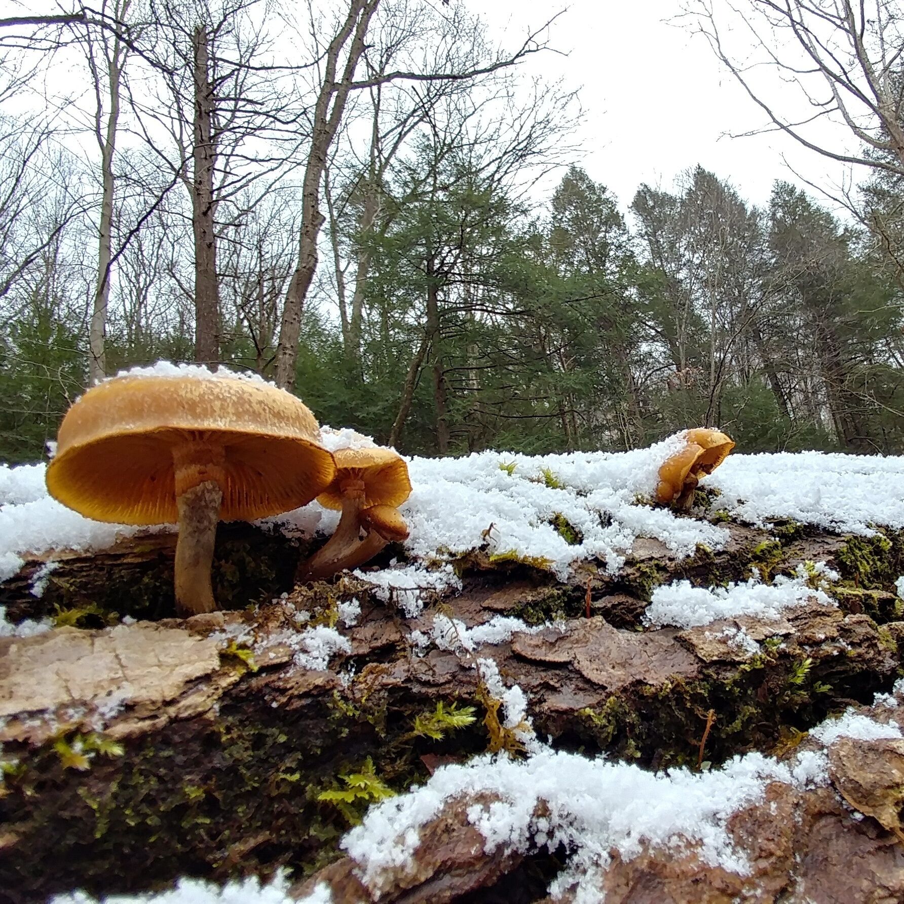 Robinson Falls (aka Corkscrew Falls) is a 10-12ft waterfall tucked away on a tiny permit only trail inside Boch Hollow State Nature Preserve.