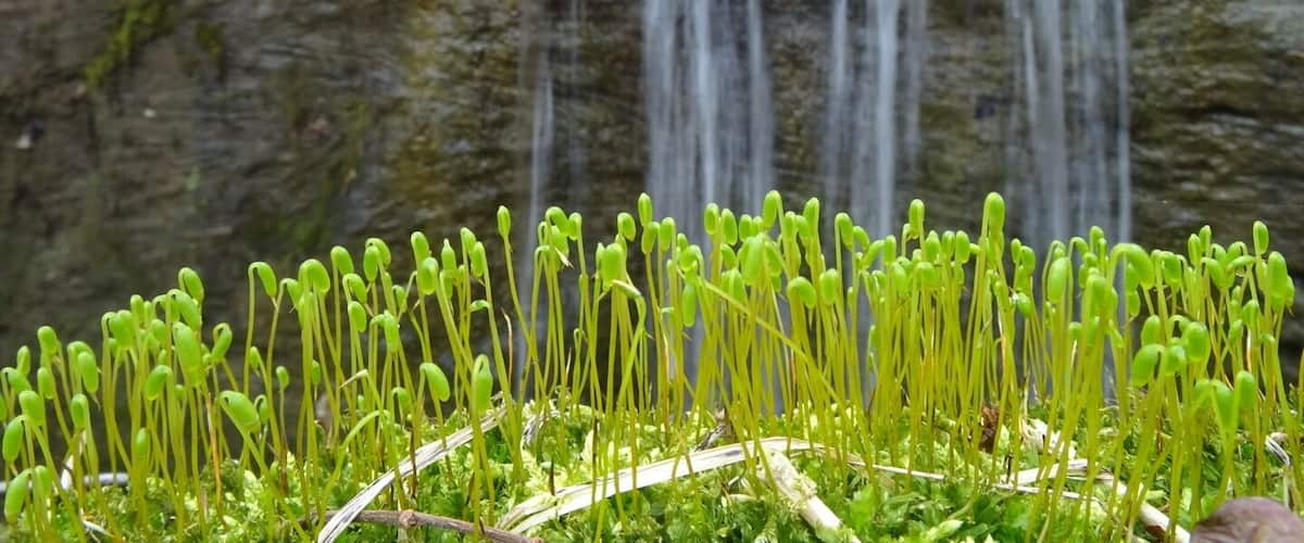 A closeup view of a grouping of chartreuse sporophytes emerging from moss growing on top of the rock bridge in the foreground with a waterfall cascading down underneath the rock bridge in the background.
Rockbridge's natural arch or bridge is more than 100 feet long and 10 to 20 feet wide, and gracefully arches 50 feet across a ravine. It is considered the largest of the twelve natural bridges in Ohio.