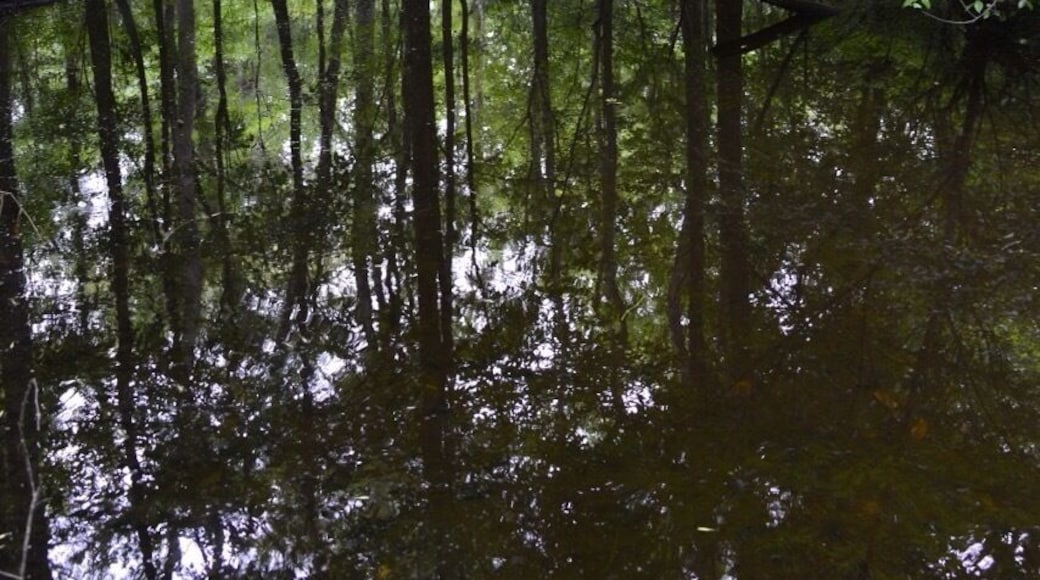 Nice hike back into real Florida, alligators and all...