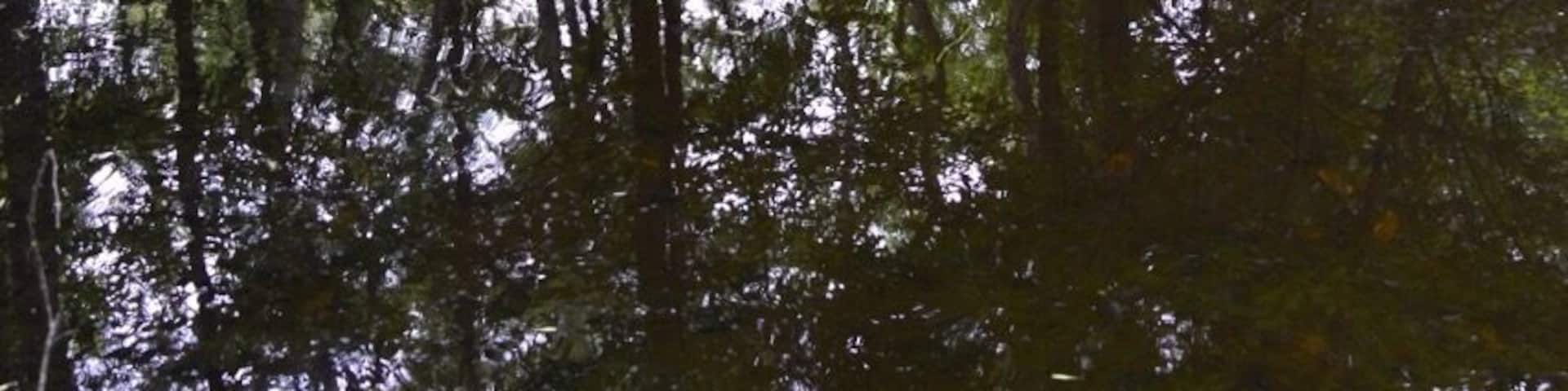 Nice hike back into real Florida, alligators and all...