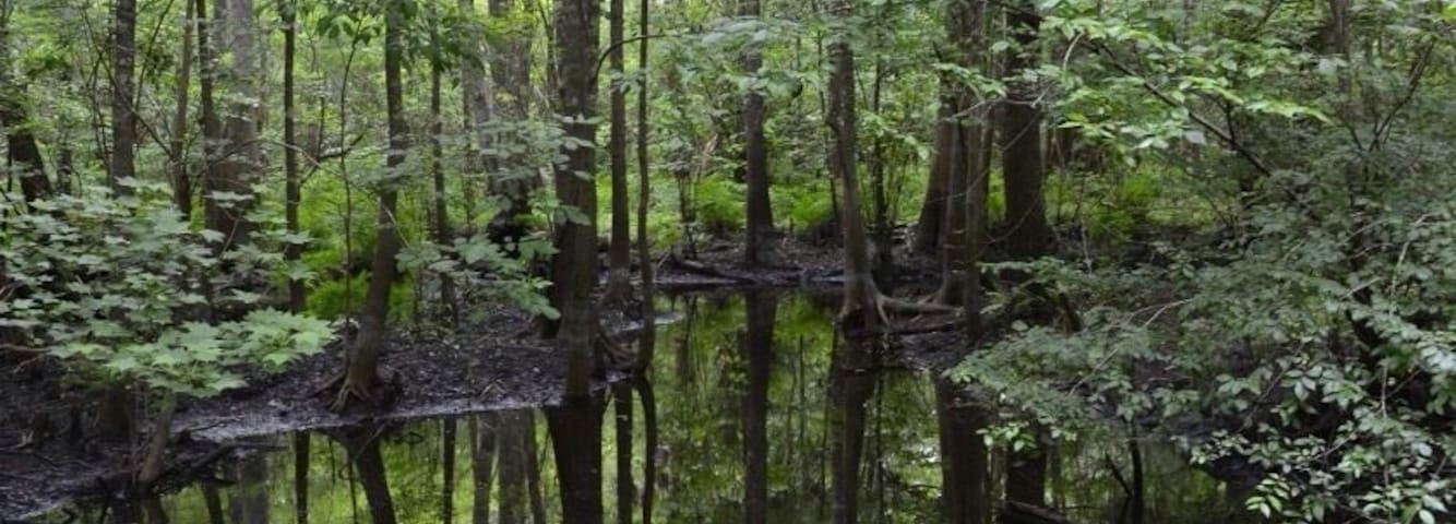 Nice hike back into real Florida, alligators and all...