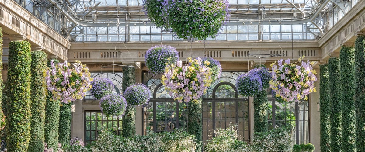 A greenhouse with hanging flower baskets and ivy-covered walls.