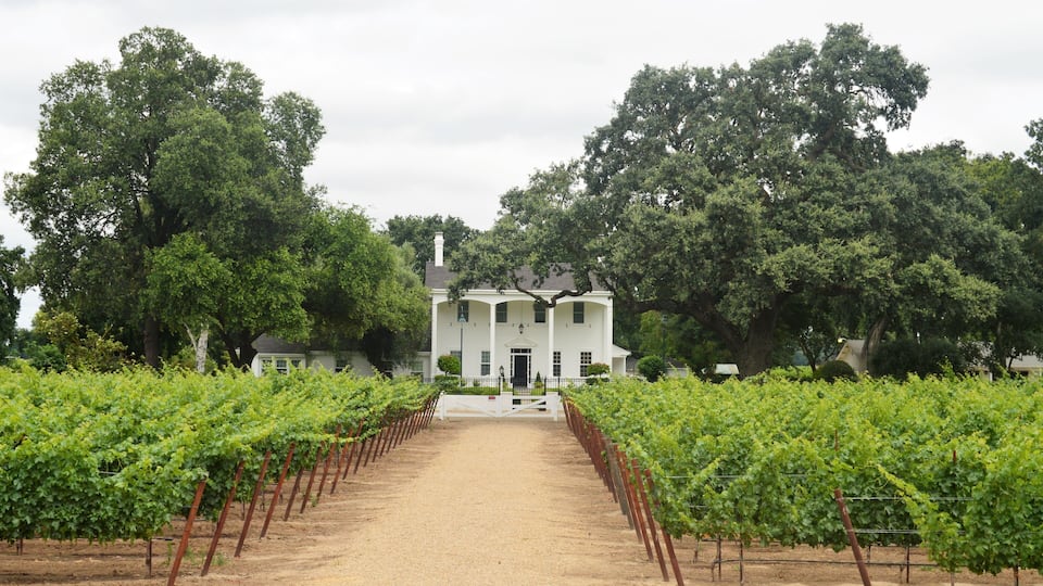 A vineyard path leading to a white building surrounded by trees.