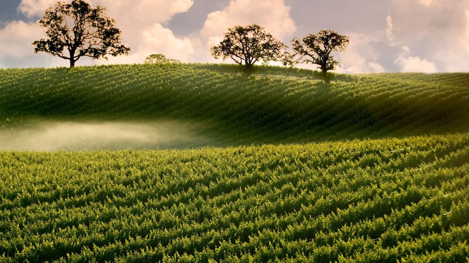 A green field with three trees on a hill.