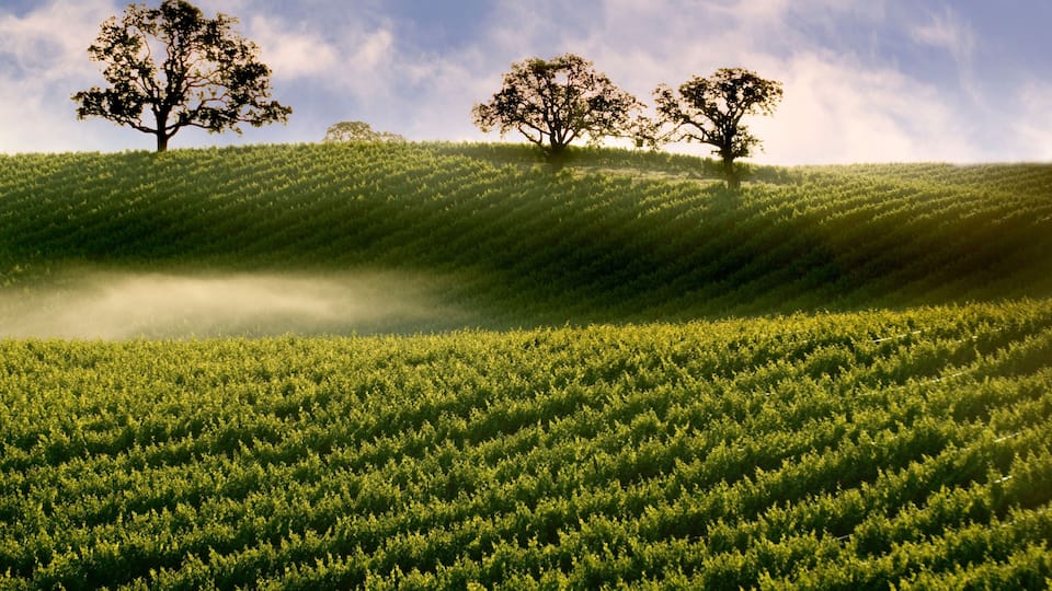 A lush green field with three trees on a hill.