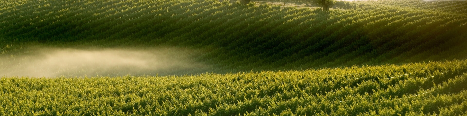 Un campo verde exuberante con tres árboles en una colina.