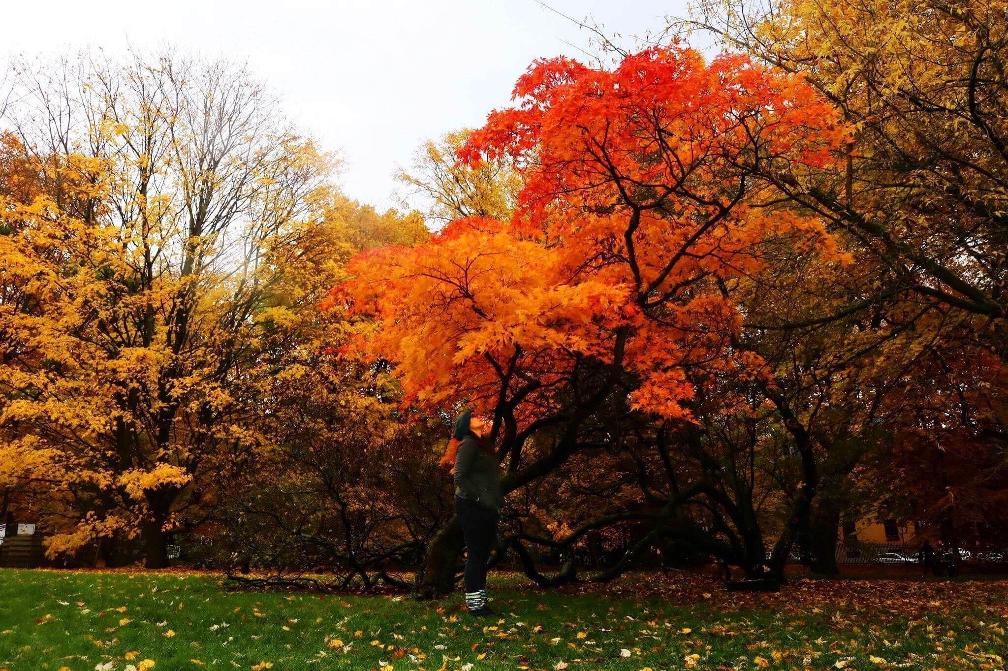 My favourite tree in the Botanical Gardens, Oslo. Autumn in Norway is magical. 