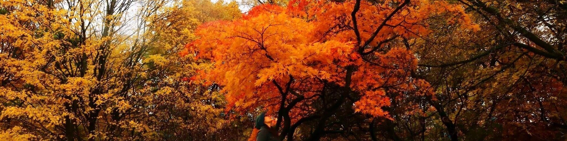 Un parque con árboles otoñales mostrando hojas rojas y amarillas.