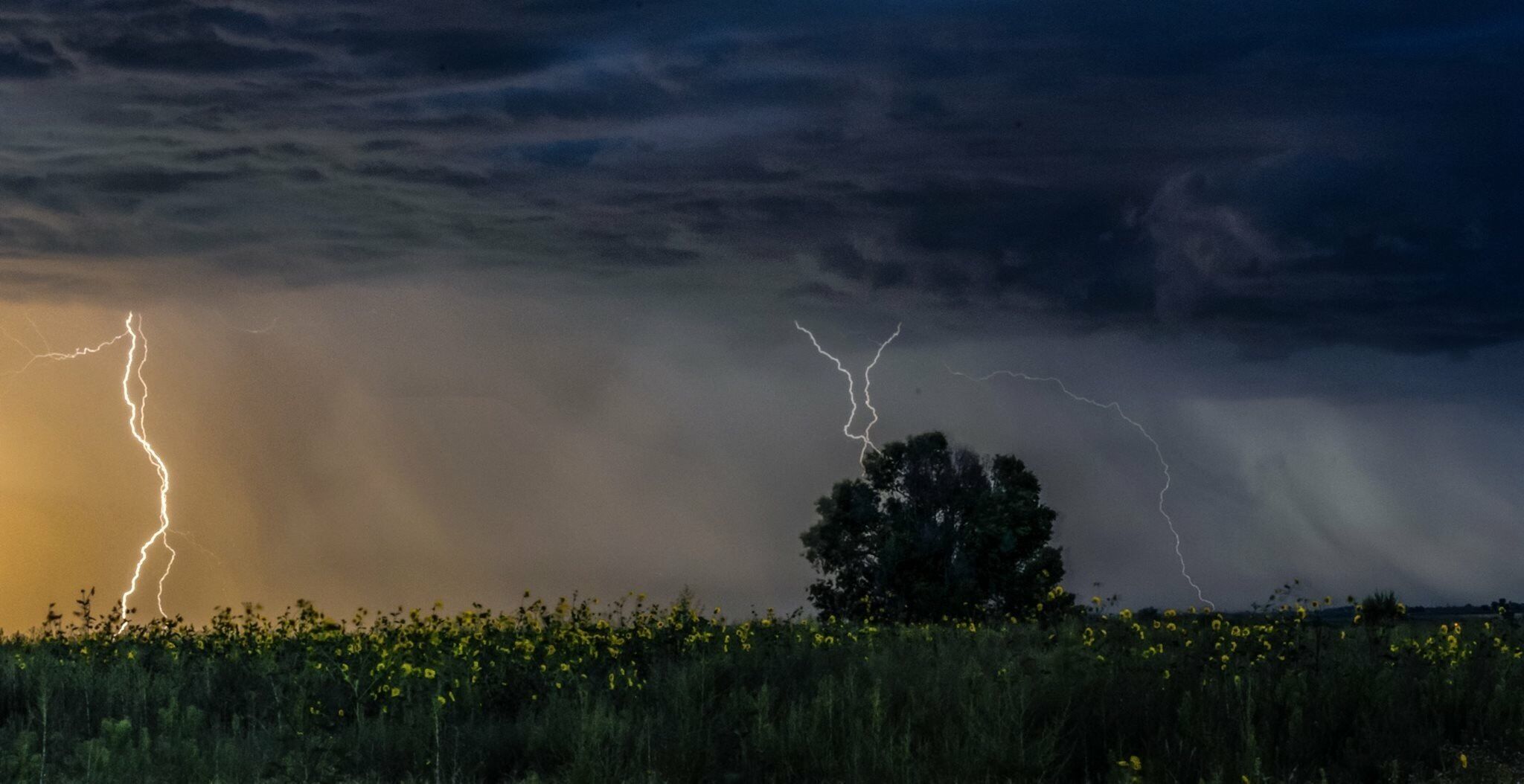 Sunflowers and storm