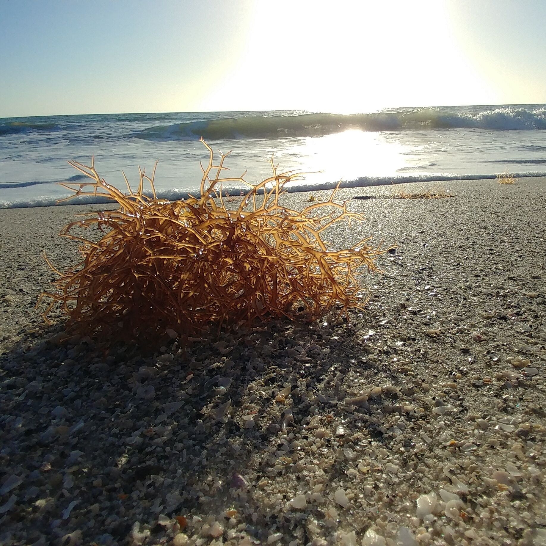 Natural beach debris glistening in the setting sun.
#BeachBound