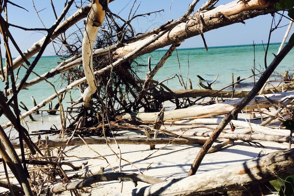 A beach with driftwood and branches.