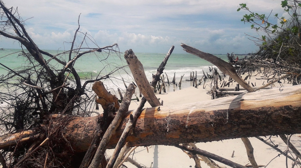 Beer Can Island on Longboat Key is lined with mangroves and parts of the beach are riddled with their stumps. It's an awesome place to go exploring, shelling, and wildlife watching!