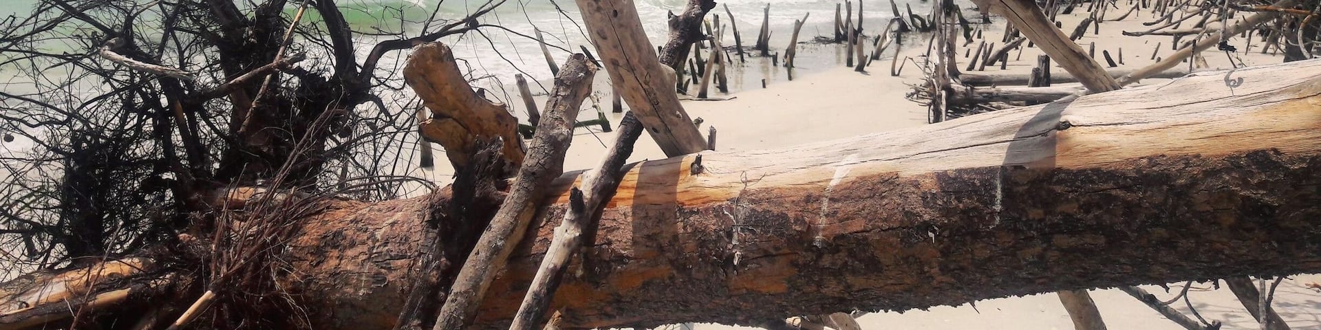 Una playa con ramas y troncos a la vista, y el océano al fondo.