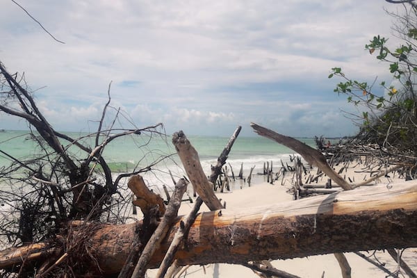 Une plage avec des morceaux de bois flotté et des branches au premier plan, et l’océan en arrière-plan.