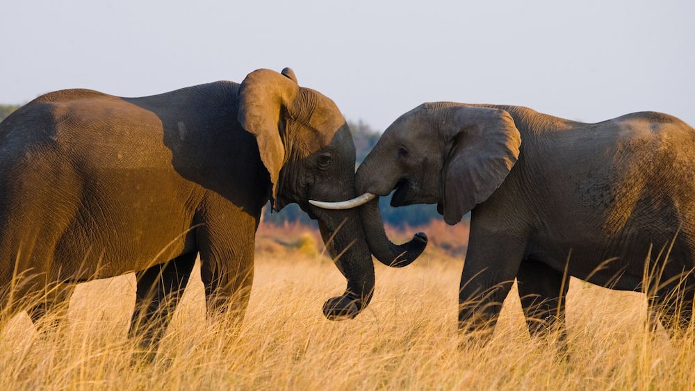 Two elephants playing with each other. Zambia. Lower Zambezi National Park. Zambezi River. An excellent illustration.