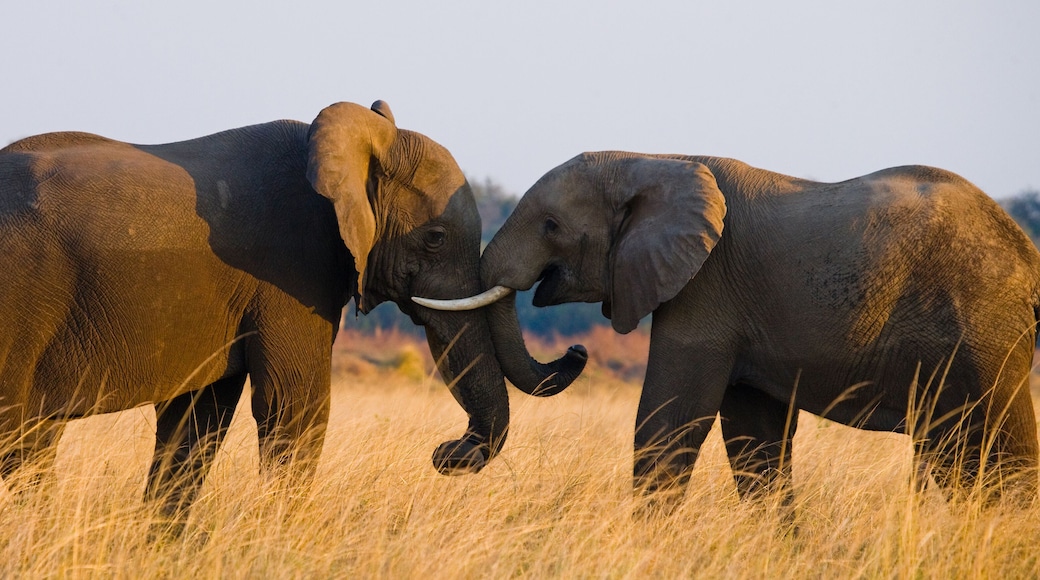 Two elephants playing with each other. Zambia. Lower Zambezi National Park. Zambezi River. An excellent illustration.